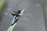 Libellula depressa