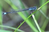 Ischnura elegans