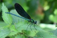 Calopteryx virgo
