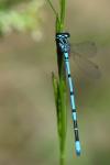 Coenagrion puella