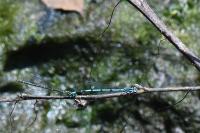 Coenagrion puella