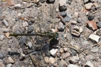 Gomphus pulchellus