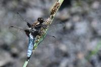 Libellula depressa