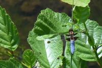 Libellula depressa