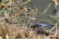 Orthetrum cancellatum