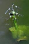 Platycnemis pennipes