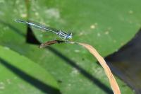 Platycnemis pennipes