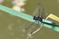 Libellula fulva