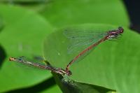 Pyrrhosoma nymphula
