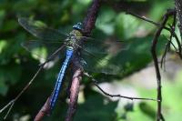 Anax imperator