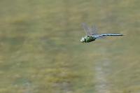 Anax imperator