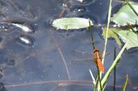 Crocothemis erythraea