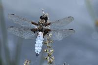 Libellula depressa