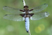 Libellula depressa