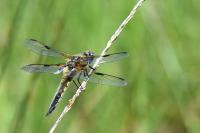 Libellula quadrimaculata