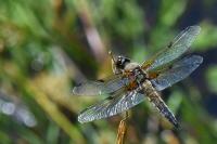 Libellula quadrimaculata