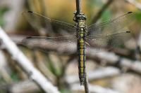 Orthetrum cancellatum