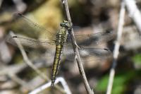 Orthetrum cancellatum