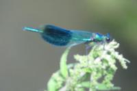 Calopteryx splendens