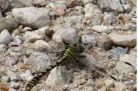 Onychogomphus forcipatus