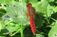 Crocothemis erythraea