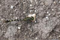 Onychogomphus forcipatus