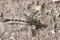 Onychogomphus forcipatus