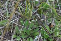 Orthetrum cancellatum