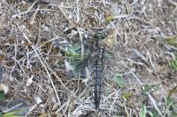Orthetrum cancellatum