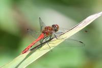 Sympetrum sanguineum