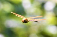 Aeshna grandis