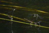 Platycnemis pennipes