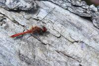 Sympetrum sanguineum