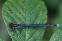 Erythromma najas
