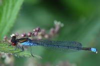 Erythromma najas