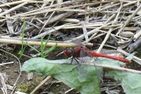 Sympetrum sanguineum