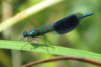 Calopteryx splendens