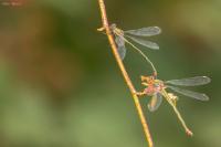 Chalcolestes viridis