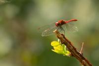 Sympetrum sanguineum