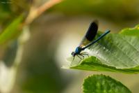Calopteryx splendens