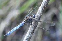 Orthetrum coerulescens