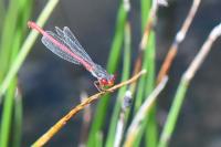 Ceriagrion tenellum