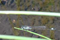 Ischnura elegans