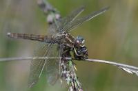 Orthetrum brunneum