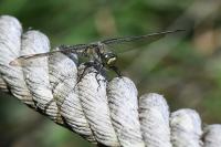 Orthetrum cancellatum