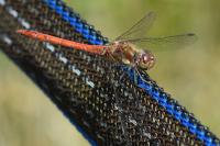 Sympetrum striolatum