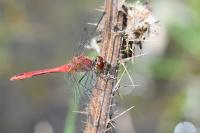 Sympetrum sanguineum