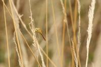 Sympetrum meridionale