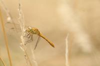 Sympetrum meridionale