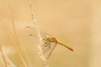 Sympetrum meridionale
